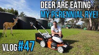 First Cut of My Perennial Rye with the Stihl RMA510V Battery Mower VLOG #47