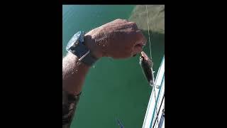 City Rainbow Trout Lake Carlsbad N.M #shorts, #fishing, paddleboarding