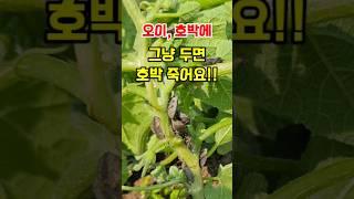 오이 호박 이거 그냥 두면 호박 오이가 죽어요 #호박노린재