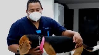 Servicio de estética canina a domicilio