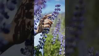 Психология фиолетового. С чем сочетать фиолетовый цвет. Цвет в рекламе