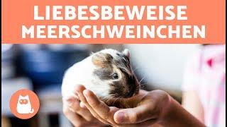 Kommunikation von Meerschweinchen - 5 Zeichen, dass es dich liebt