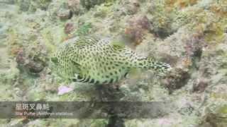 星斑叉鼻魨 Star Puffer （Arothron stellatus）