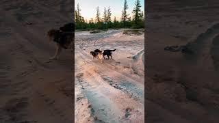 #животные #суперсобака #собака #алабайвидео #топ #приют #зима #медведь