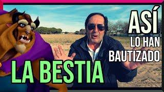 Un palomo llamado LA BESTIA  | Así lo han BAUTIZADO 