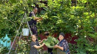 HARVESTING GRAPE LEAVES | GRANNY COOKING SUPER DISH IN THE OVEN | HARD RURAL LIFE