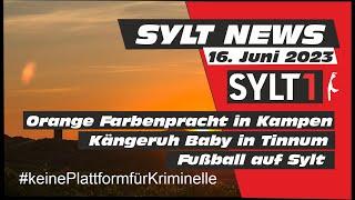 Sylt1 News - Kängeruh-Baby, Fußballl und Kampen in Orange