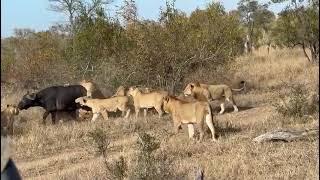 Lions vs. Buffalo: Will the Calf Survive?