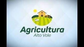 Agricultura Alto Vale – Ed. 07/09/2024