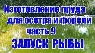 Изготовление пруда для осетра и форели (часть 9) ЗАПУСК РЫБЫ