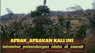 keindahan//pemandangan idaha nyah||disawah....(lagusulingSundajang)?.…......