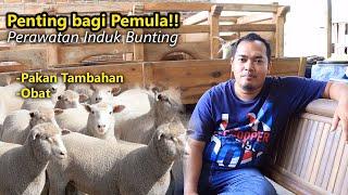 Antisipasi kesalahan, Penting !! Perawatan Indukan Bunting Kambing Domba,Pemula wajib tahu.