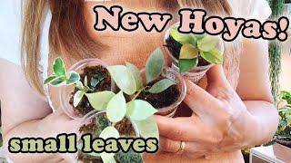 New Small Leaf Hoyas in My Collection | The Pink Trellis Shop Update