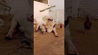 Usman Akbar #trending #youtubeshorts #animals #celebration #zamzamelectroni