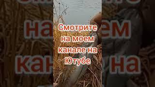 Сезон 2021 на осеннего налима открыт #природа #рыбалка #красота #рыбалка2021 #налим2021