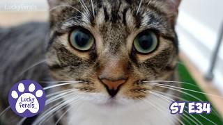 The Dog Days Of Summer With 11 Cats - S7 E34 - Lucky Ferals Cat Vlog