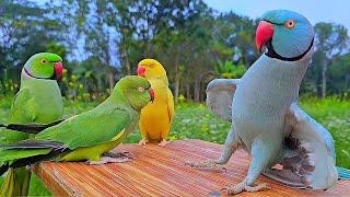 Funny Parrot Talking Video | Mithu Mithu