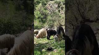 Nomadic Herding #short #shorts #shortvideo