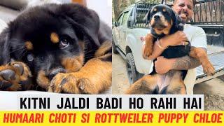 Rottweiler Puppy Chloe Ki Growth Dekh Ke Hum Sab Hairaan Reh Gaye Hain:Chloe Kitni Jaldi Badi Ho Gai