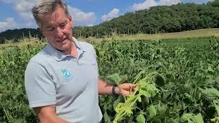 Soybeans at Black Earth 2021