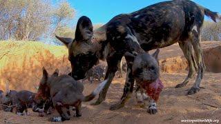 Rare footage of African Wild Dogs (Painted Wolves) returning to their den to feed puppies [4K GoPro]