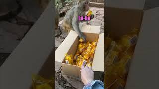 Monkey vs Twinkies