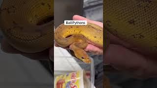 Corn Snake vs Ball Python: What Makes A Better Pet? 