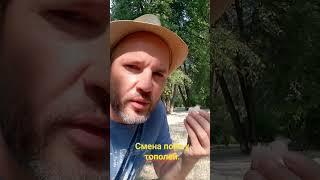 Смена пола у тополей.