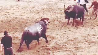 "Epic Bullfight: A Battle of Strength and Skill"