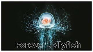 Forever Jellyfish: The Key to Immortality