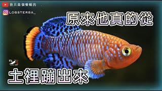 【水寵系列EP8】土裡蹦出來的魚!卵生鱂魚的飼養&繁殖 ｜漂亮寶貝魚｜黑珍珠鱂｜藍色精靈鱂