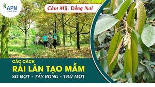 APN - CÁC CÁCH RẢI LÂN TẠO MẦM SẦU RIÊNG | SO ĐỌT - TẨY RONG - TRỪ MỌT