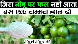 जिस नींबू पर फल नहीं आता बस एक बार डाल दो नींबू ही नींबू आएगा | Best Fertilizer For Lemon Plant