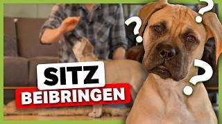 So bringst du deinem Hund das SITZ bei (Die Grundlage)