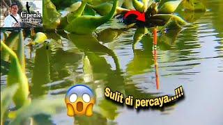 Mancing pinggiran dapat kejutan