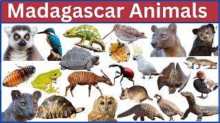 Discover the Unique Wildlife of Madagascar