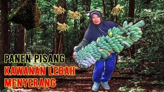 DIKEROYOK LEBAH - PANEN PISANG MBOK JAR HARUS EXTRA WASPADA