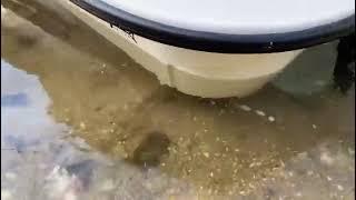 Simple Skiffs CF16 draft