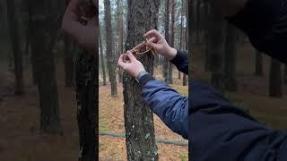 Genius trick#camping #survival #bushcraft #outdoors