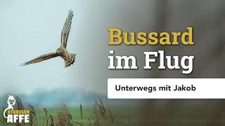  Mäusebussard im Flug fotografiert - Unterwegs mit @feuerquell Folge 1 - Wildlifevlog #6