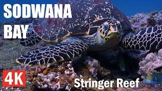 Stringer Reef - Sodwana Bay Scuba Diving 4K - June 2024