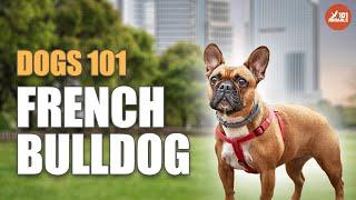 French Bulldog 101: The Charming Breed for Any Lifestyle