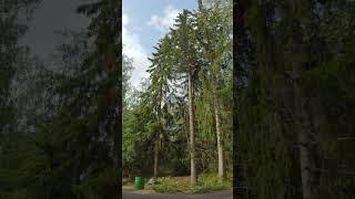 A short timelapse video of a tree removal #shorts #treeremoval