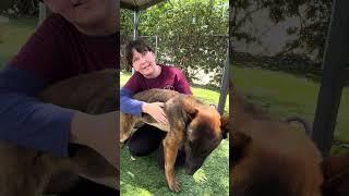 NEW A5700041 Donnie | Belgian Malinois (english)