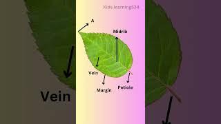 parts of a leaf|| Environmental Studies Grade 4#shorts #