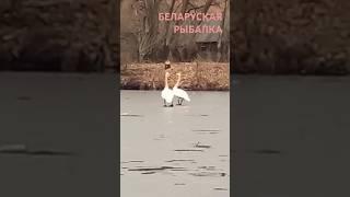 #fishing #nature #fish #fisherman #walleye #walleyefishing #fishingvideo #fishinglife #zander #perch