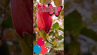 С 1 мая!  #1мая #весна #праздниквесны #открытка