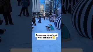 These dogs are so patient  #japan #japandogs