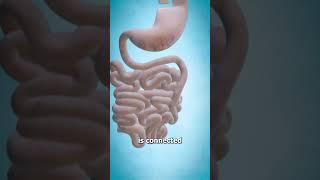 Gastric Bypass Surgery  (explained)