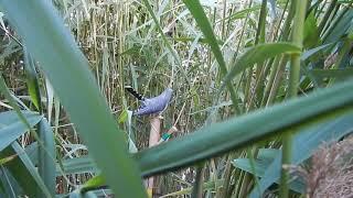 Great reed warblers mobbing 3D cuckoo decoy